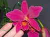 Lc. Hsin Buu Lady Red Beauty 